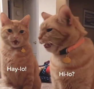 The Meow-ment That Melted Hearts: Viral Video of Two Orange Cats Saying Meow Simultaneously